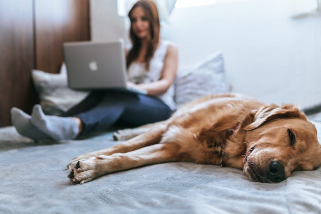 bienvenida auditora financiera trabajando con su portátil y su perro tumbado